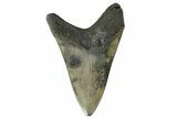 Fossil Megalodon Tooth - South Carolina #164981-2